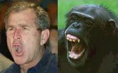 Буш и шимпанзе